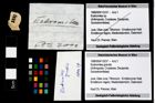 Foto (Objekt + Etikett) von Eodromites grandis  (NHMW-GEO-1990-0041-3237)